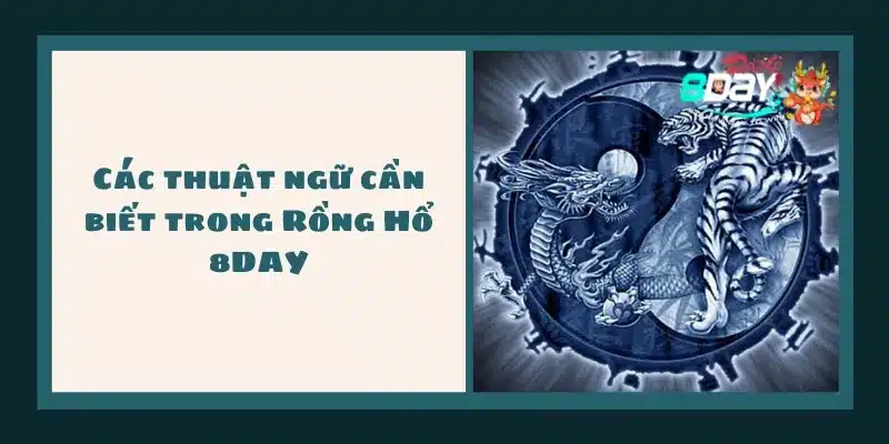 Các thuật ngữ cần biết trong Rồng Hổ 8DAY